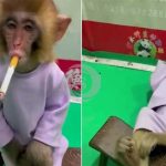 Mono Fumando